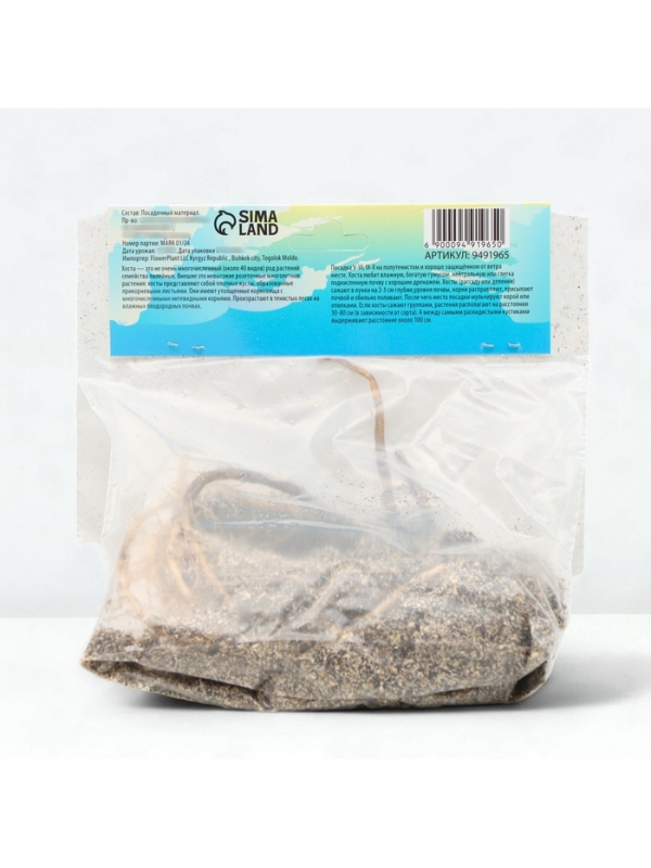 Хоста Antioch, корневище в пакете с торфогрунтом, р-р I, размер ML,1 шт.