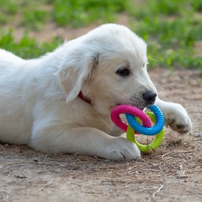 Жевательная игрушка дял собак &laquo;Всегда вместе!&raquo;, 3 кольца по 8 см, TPR, разноцветная