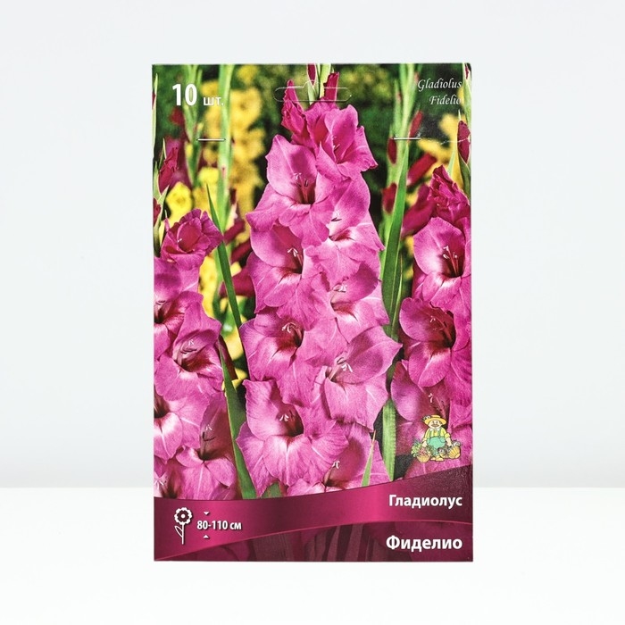 Гладиолус крупноцветковый «Фиделио»,луковица цветов в пакете, р-р 10/12, 10 шт.