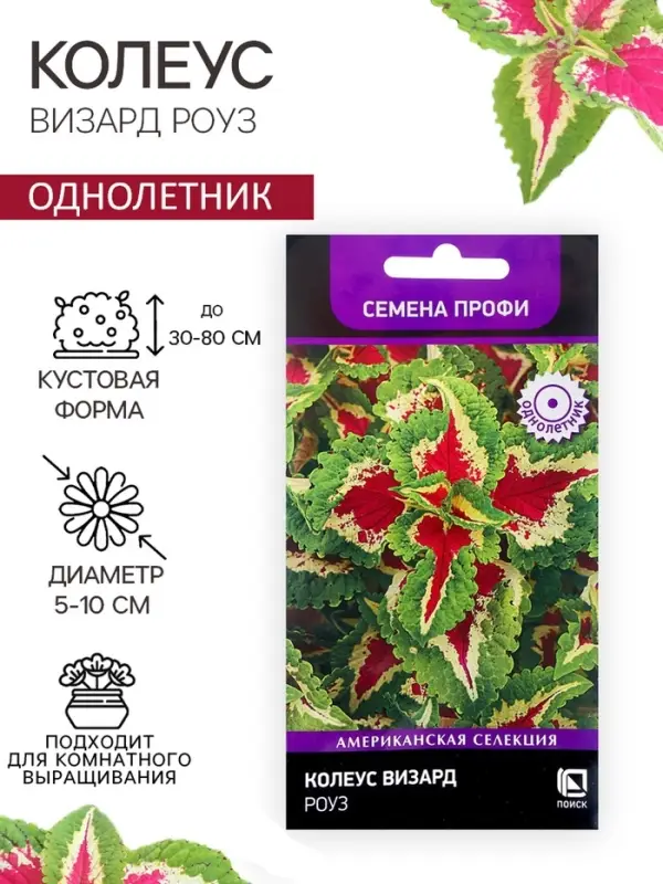 Семена цветов Колеус Визард Роуз, 10шт Семена цветов Колеус Визард Роуз, 10шт