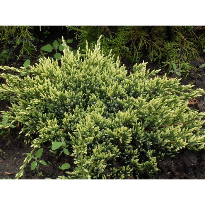 Можжевельник чешуйчатый Можжевельник чешуйчатый "Холгер", Р9, 1шт, h 3-20 см, Осень 2024