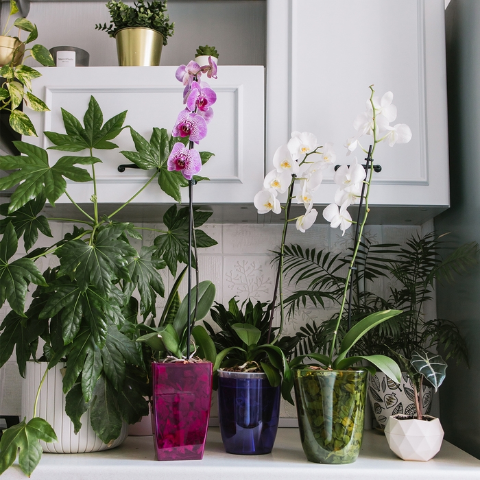 Горшок для орхидей, 2 л, 12,5 &times; 19,5 см, пластик, прозрачно-малиновый