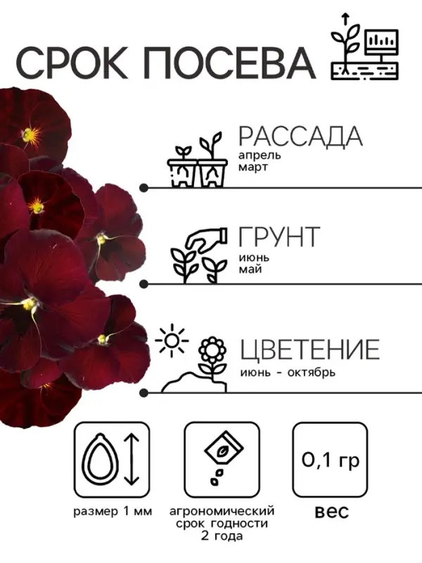 Семена Виола  Семена Виола "Красное вино", 0,1 г