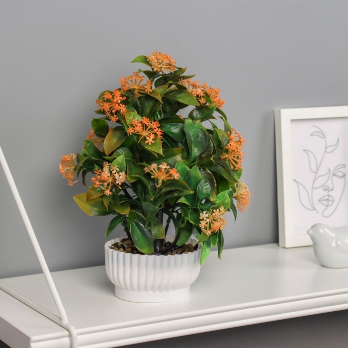 Бонсай в горшке Бонсай в горшке "Хойя премиум" 23х10 см, микс