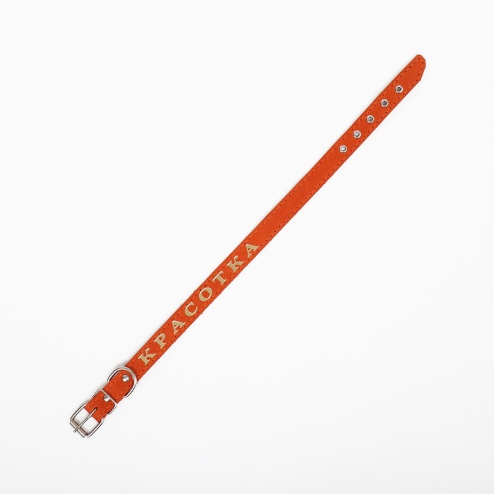 Ошейник кожаный однослойный, тиснёный «Красотка», 48 х 2 см, ОШ 32-43 см, микс цветов Ошейник кожаный однослойный, тиснёный «Красотка», 48 х 2 см, ОШ 32-43 см, микс цветов