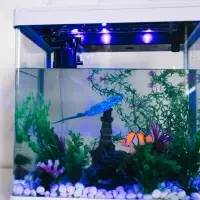 Декор для аквариума "Клоун оцеллярис", силиконовый, с неоновым эффектом, 6,6 х 4,3 см