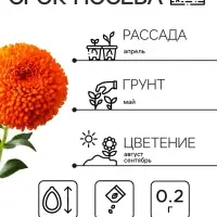 Семена   Астра Монпансье, смесь окрасок , 0,2г