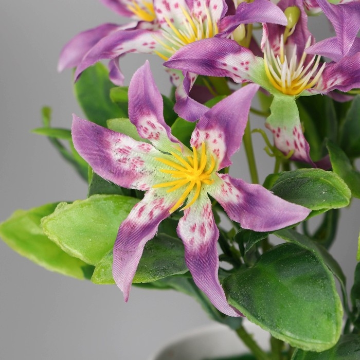 Бонсай в горшке Бонсай в горшке "Адениум элегант" 9х18 см, микс