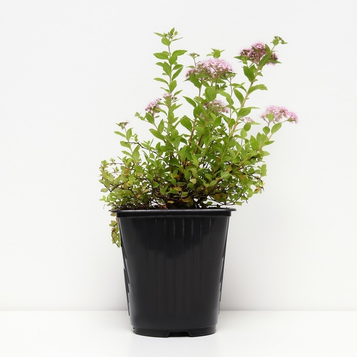 Спирея японская Литл Принцесс, С2 горшок, Н10-50 высота, 1 шт, Осень 2024 Спирея японская Литл Принцесс, С2 горшок, Н10-50 высота, 1 шт, Осень 2024