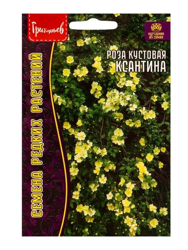 Семена цветов Роза Ксантина кустовая 10 шт.  12.29 г.