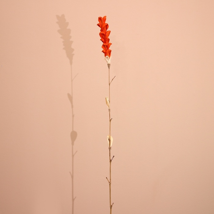 Сухоцвет на бамбуковом стебле 150 см коралловый Сухоцвет на бамбуковом стебле 150 см коралловый