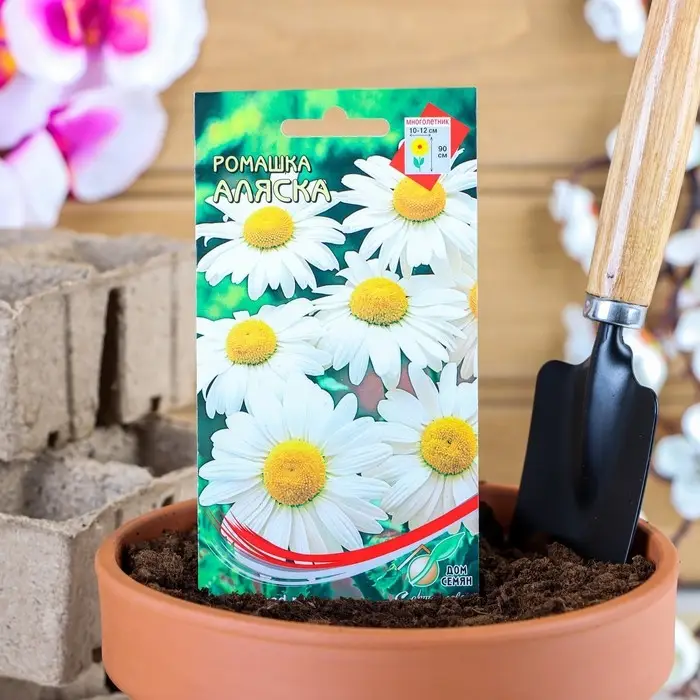 Семена цветов Ромашка  Семена цветов Ромашка "Аляска", 70 шт.