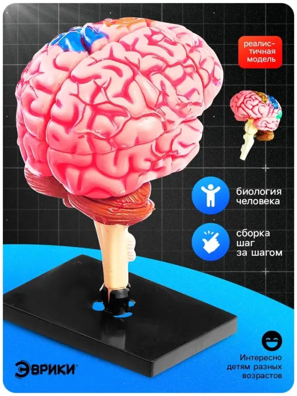 Набор для опытов &laquo;Строение мозга&raquo;, анатомическая модель