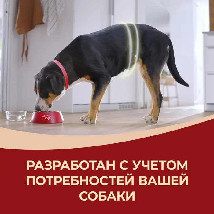 Сухой корм Purina One medium/maxi для взрослых собак, курица/рис, 10 кг Сухой корм Purina One medium/maxi для взрослых собак, курица/рис, 10 кг