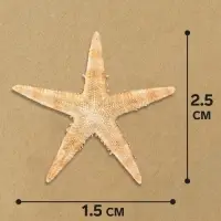 Набор натуральных морских звезд, 1.5 - 2.5 см, 20 шт.