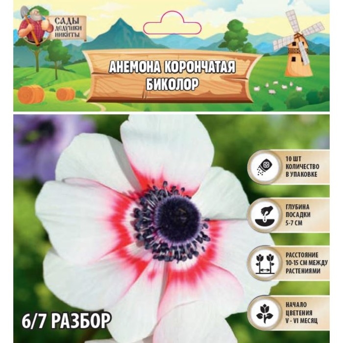 Анемона корончатая Анемона корончатая "Биколор", р-р 4/5, 10 шт,