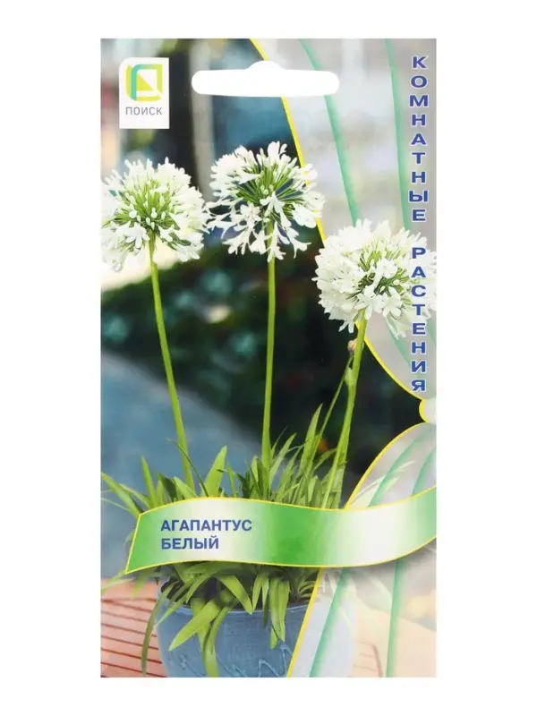 Семена цветов Агапантус Белый, 3шт