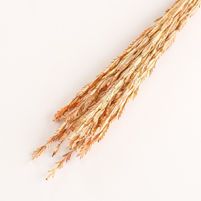 Набор сухоцветов Набор сухоцветов "Райграс", банч 21 шт, длина 60 (+/- 6 см), оранжевый