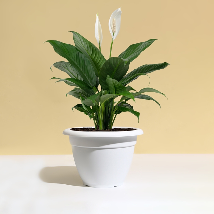 Горшок для цветов, d = 25 см, 4,3 л, пластик, белый Горшок для цветов, d = 25 см, 4,3 л, пластик, белый