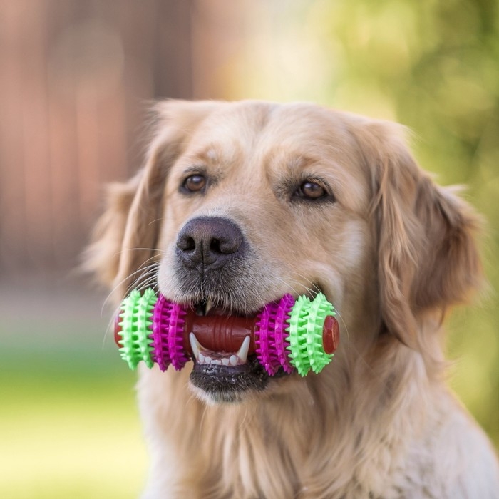 Игрушка жевательная 15,5 х 5,5 см, розовая/зелёная/красная Игрушка жевательная 15,5 х 5,5 см, розовая/зелёная/красная