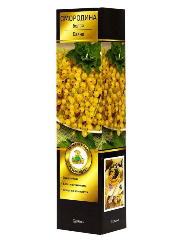 Смородина белая «Баяна», саженец, туба, 1 шт. Смородина белая «Баяна», саженец, туба, 1 шт.