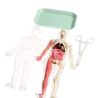 Набор для опытов по анатомии &laquo;Строение тела&raquo;, светится в темноте, с мягкими органами