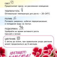 Глоксиния «Принц Альберт», многолетник, комнатный, луковица в пакете с перфорацией, р-р 5/6, 2 шт.