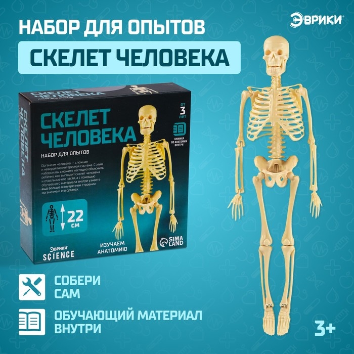 Набор для опытов «Скелет человека» Набор для опытов «Скелет человека»