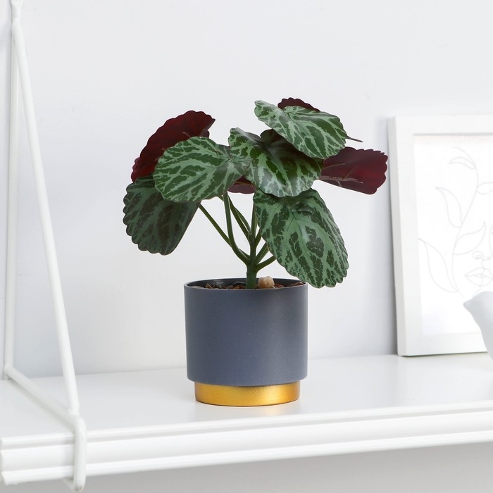 Бонсай в горшке Бонсай в горшке "Бегония декоративная" 7х15 см