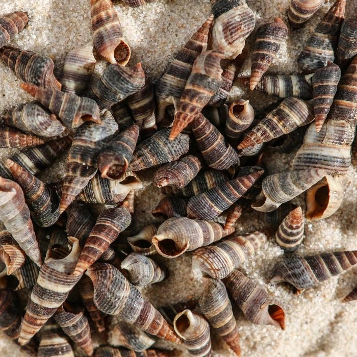 Набор ракушек Батиллярия, 100 г Набор ракушек Батиллярия, 100 г