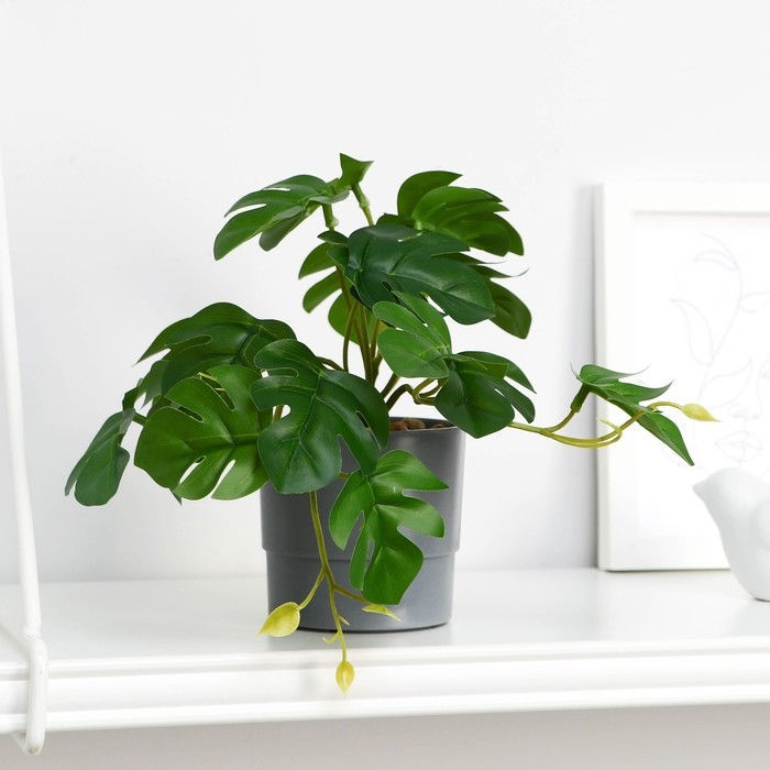 Бонсай в горшке Бонсай в горшке "Монстера мини галант" 7,5х16 см