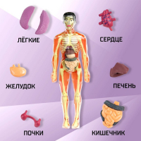 Набор для опытов «Строение тела», анатомия человека