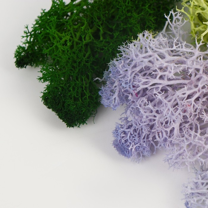 Набор сухоцветов «Мох», цвет МИКС Набор сухоцветов «Мох», цвет МИКС