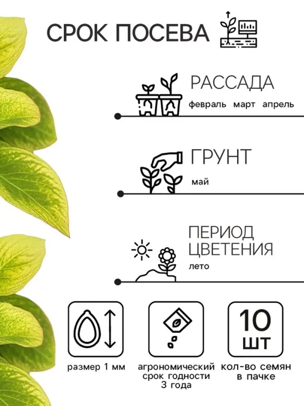 Семена цветов Колеус Визард Голден, 10шт Семена цветов Колеус Визард Голден, 10шт