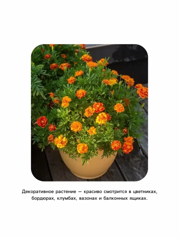 Семена цветов Календула &laquo;Радио&raquo;, 0.3 г, &laquo;Рецепты дедушки Никиты&raquo;