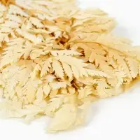 Сухоцвет Папоротник МИКС, 10 шт в упаковке