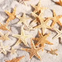 Набор натуральных морских звезд, 1.5 - 2.5 см, 20 шт.