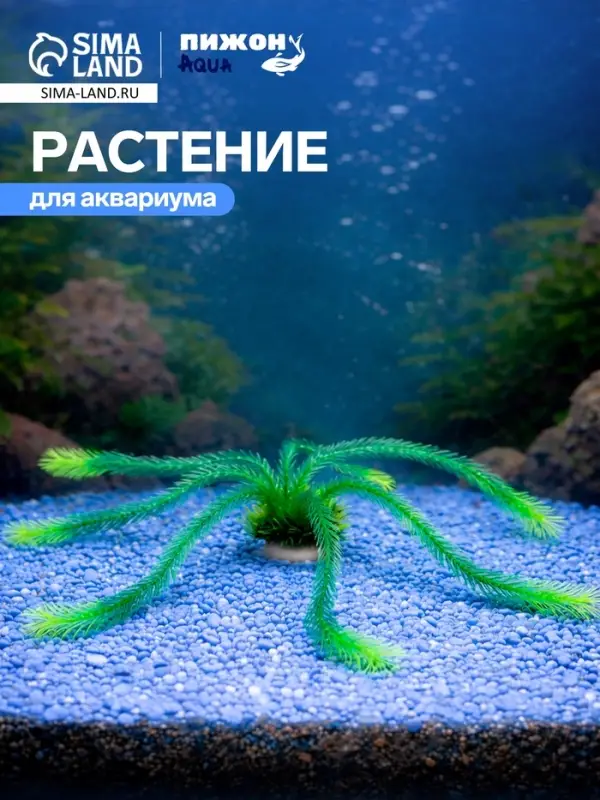 Растение для аквариума, до 35 см, зелёное