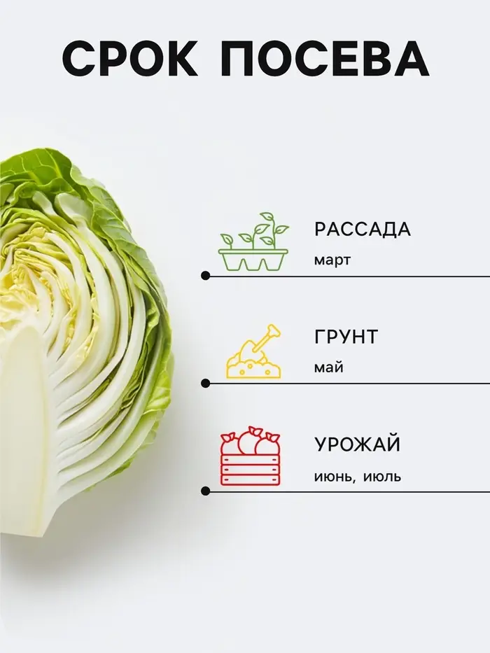 Семена Капуста белокочанная &laquo;Скороспелая&raquo;, 0.5 г, &laquo;Аэлита&raquo;
