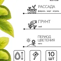 Семена цветов Колеус Визард Жаде, 10шт