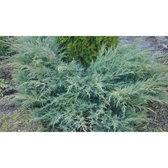 Можжевельник виргинский Можжевельник виргинский "Грей Оул", Р9, 1шт, h 3-20 см, Осень 2024