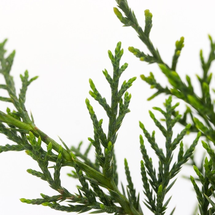 Можжевельник виргинский Можжевельник виргинский "Грей Оул", Р9, 1шт, h 3-20 см, Осень 2024