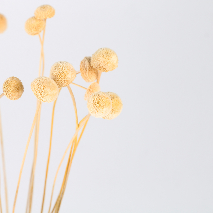 Сухоцвет &laquo;Батао&raquo; набор 20 шт., цвет МИКС