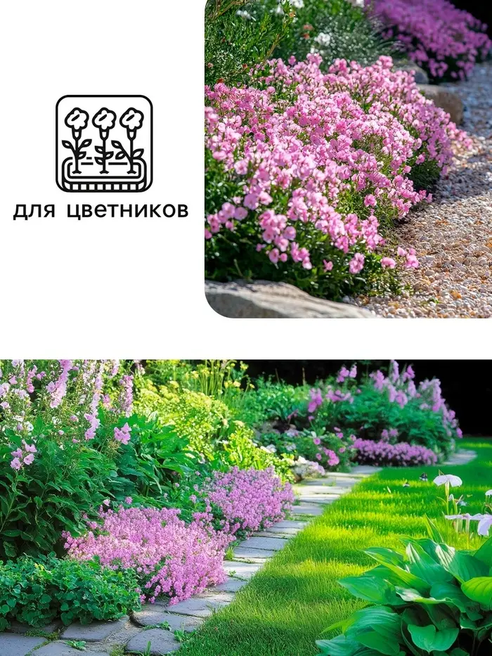 Семена цветов Маттиола двурогая "Вечерний аромат", смесь, 0,3 г Семена цветов Маттиола двурогая "Вечерний аромат", смесь, 0,3 г