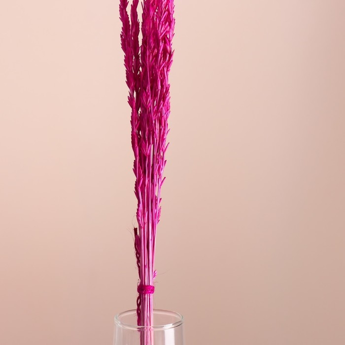 Набор сухоцветов Набор сухоцветов "Райграс", банч 21 шт, длина 60 (+/- 6 см), фуксия