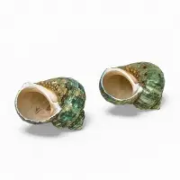 Набор ракушек декоративных, длина 4-5 см ширина 2 см, 2 шт.