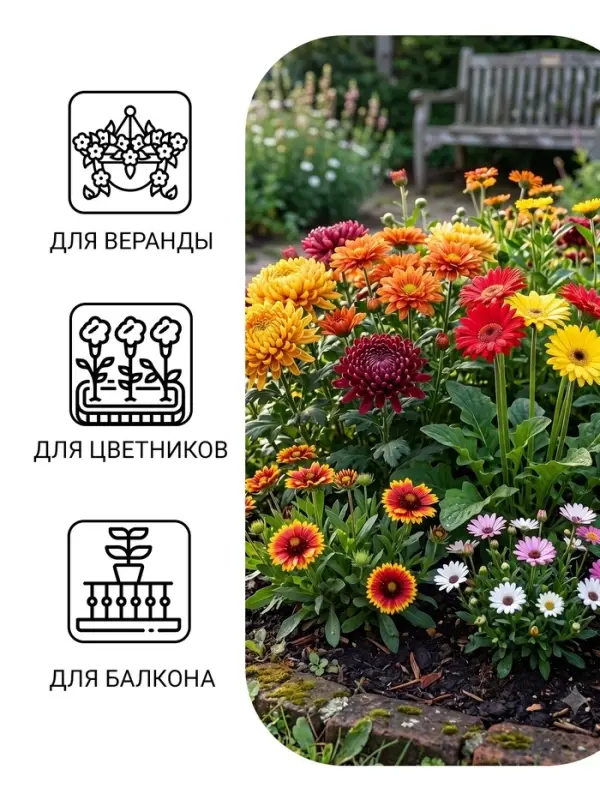 Семена Цветов Хризантема многолетняя &laquo;Смесь окрасок&raquo;, крупноцветковая, 0.02 г, &laquo;Урожай удачи&raquo;