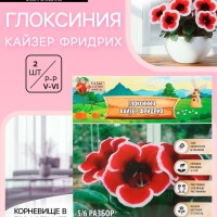 Глоксиния «Кайзер Фридрих», многолетник, комнатный, луковица в пакете с перфорацией, р-р 5/6, 2 шт.