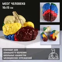 Анатомическая модель &laquo;Макет мозга человека&raquo;, 16&times;15 см