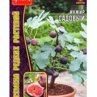 Семена Инжир Садовый &laquo;Фиговое дерево&raquo;, 30 шт., &laquo;Григорьев&raquo;
